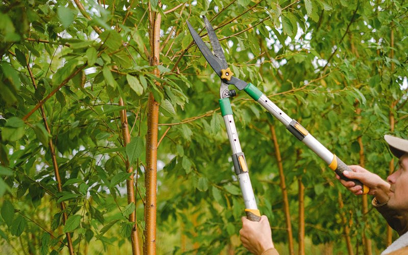 Tree trimming in Lake Worth, FL